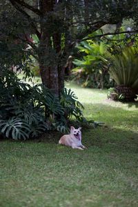 View of cat on tree