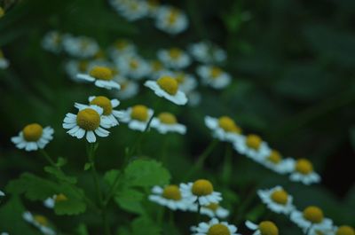 Close-up of white daisy flowers blooming outdoors