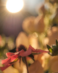 Close-up of flowering plant