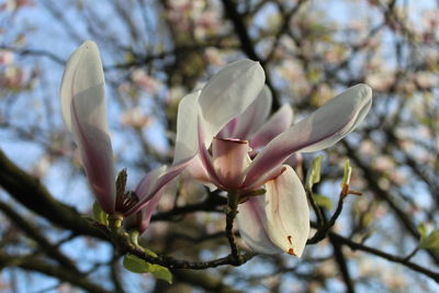 Close-up of magnolia on branch