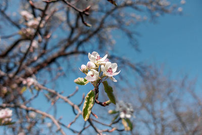 Low angle view of cherry blossoms in spring