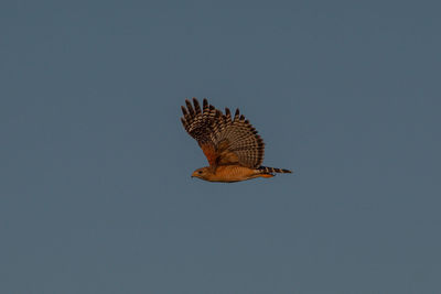 Low angle view of eagle flying against clear sky