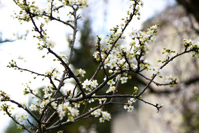 Low angle view of cherry blossoms in spring