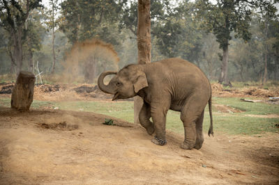 Elephant walking in a zoo