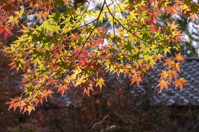 Close-up of maple leaves on tree