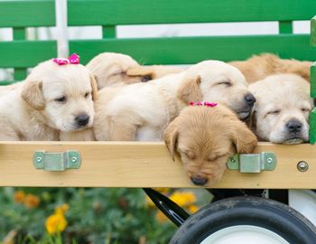 Cute puppies sleeping