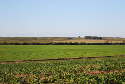 Scenic view of field against clear sky