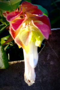 Close-up of flower against blurred background