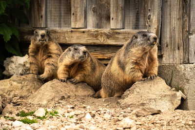 Marmots in the dolomites, one of the main animals seen at locatelli