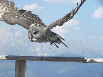 Bird flying over mountain against sky