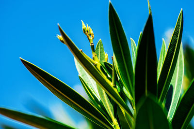 Low angle view of plant against clear blue sky