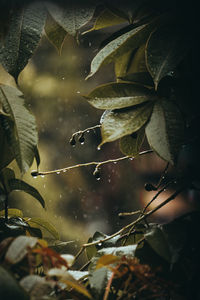 Close-up of raindrops on leaves