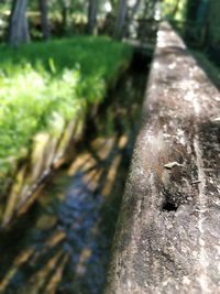 Close-up of lizard on wood