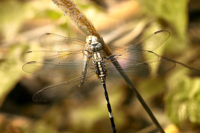 Close-up of dragonfly on twig