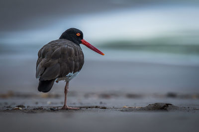 American oystercatcher standing on only one leg