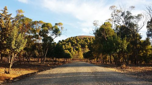 Road amidst trees against sky