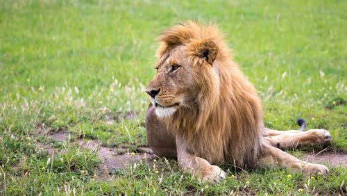 Lion sitting in a field