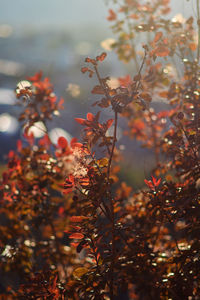 Close-up of flowering plants against blurred background