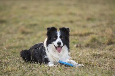 Playful border colie on field