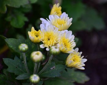 Close-up of yellow flowers blooming outdoors