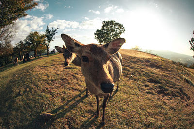 Donkey standing on field against sky