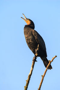 Low angle view of bird perching on branch against sky