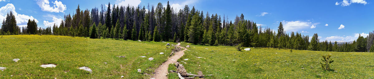 Panoramic shot of trees on field against sky