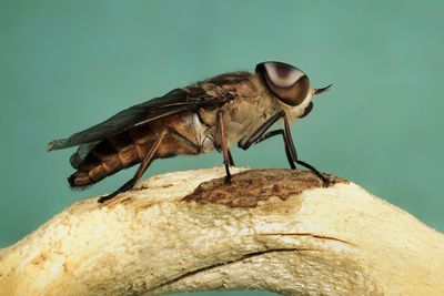 Close-up of insect on rock