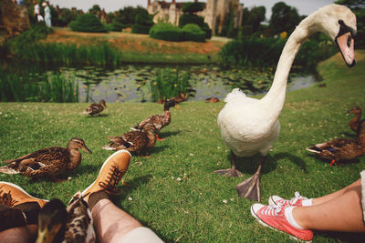 Low section of people with mallard ducks and swan on grassy field