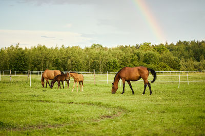 Horses in ranch