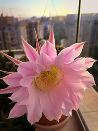 Close-up of pink flowering plant