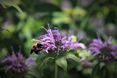 Close-up of bee on purple flower