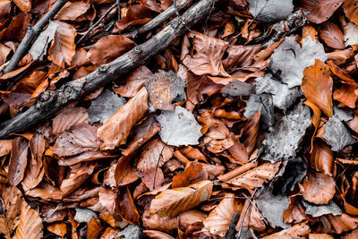 Full frame shot of dried autumn leaves