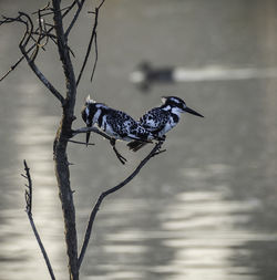 Close-up of bird perching on a tree