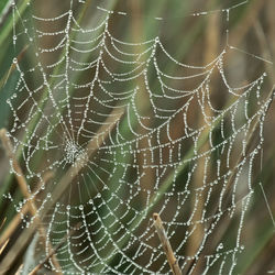 Close-up of wet spider web