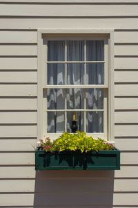 Potted plant by window