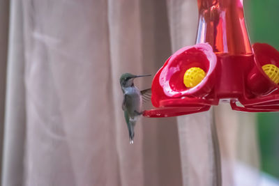 Close-up of red toy hanging on metal