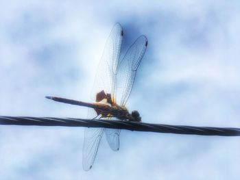 Low angle view of insect against sky