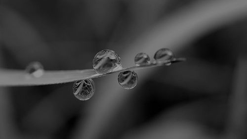 Close-up of wet flowers against blurred background
