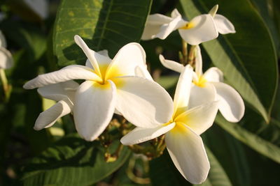 Close-up of white flowers
