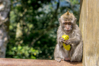 Monkey eating food