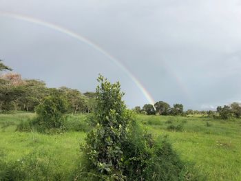 Scenic view of field against rainbow in sky