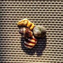 Close-up of seashells on mat