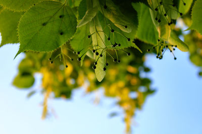 Close up of green leaves against blue sky