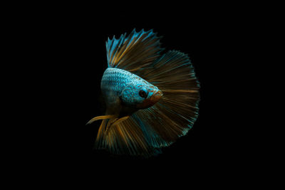 Fish against black background