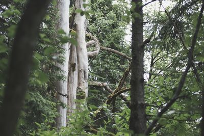 Low angle view of trees in forest