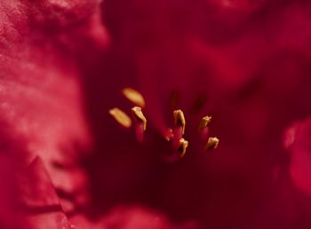 Macro shot of pink rose flower