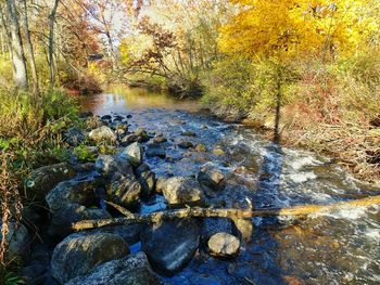 Stream flowing through forest