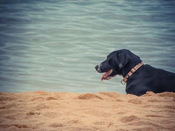 Black dog on beach