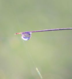 Close-up of water drop on leaf